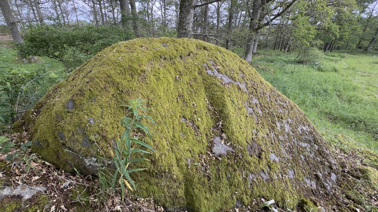 Nahaufnahme des moosbedeckten Findlings von Glimåkra mit Schälchen-Vorkommen