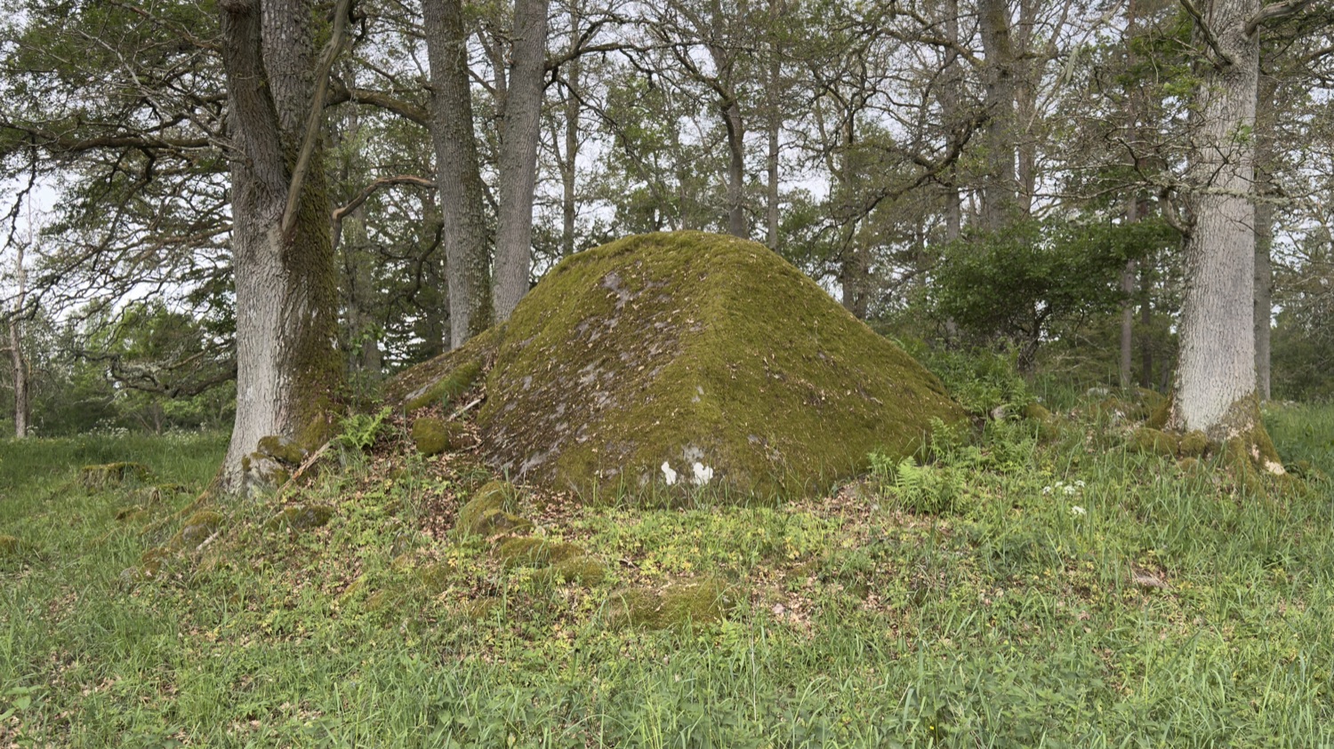Großer moosbewachsener Findling in einem lichten Eichenhain bei Glimåkra