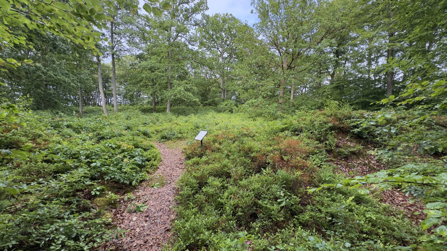 Pfad mit Infotafel durch das Naturschutzgebiet Osby skansar