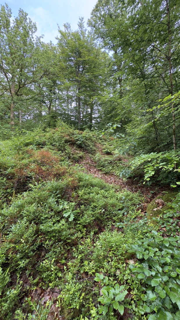 Überwucherter Wall der Sibbarps skans im Wald bei Osby