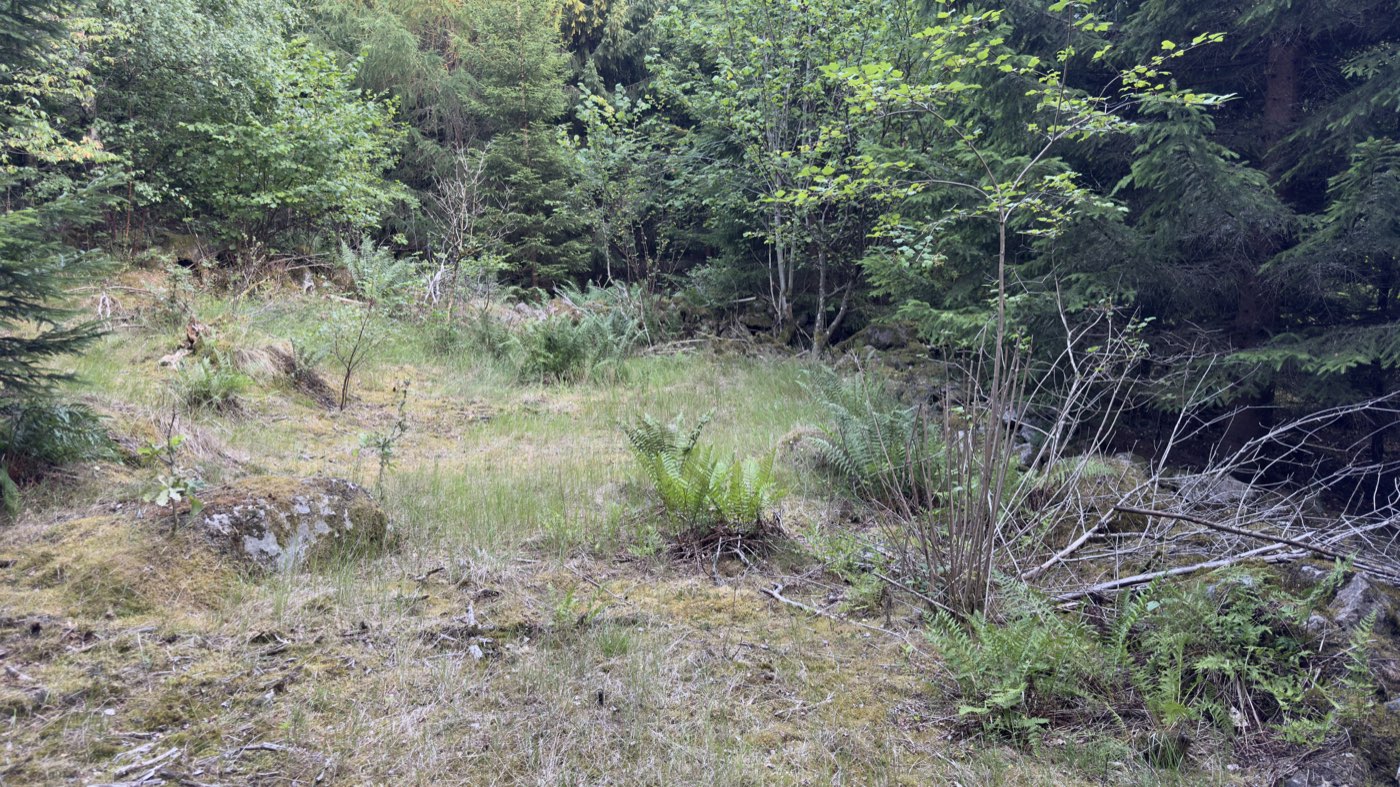 Überwachsene Lichtung im Fichtenwald mit Steinen im Gras — die Reste des Torps Smedlycke